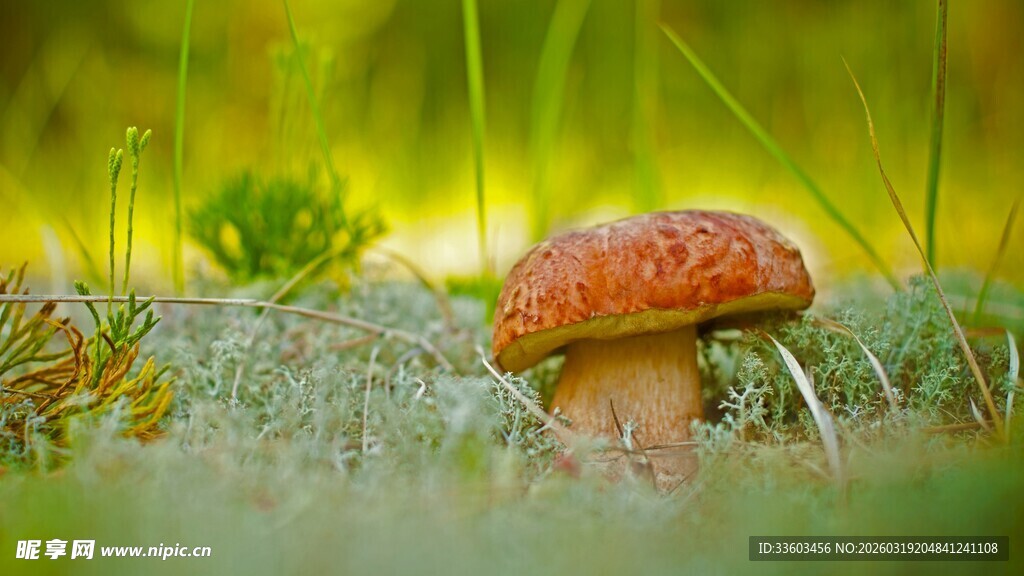 森林中的可爱小蘑菇