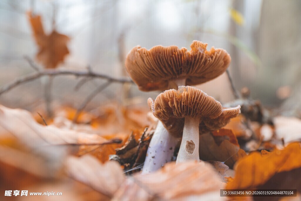 落叶中的棕色蘑菇