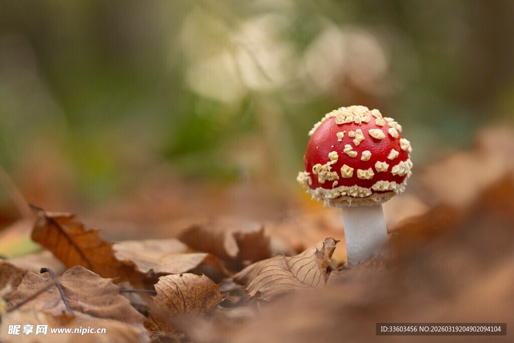 森林中艳丽的红蘑菇