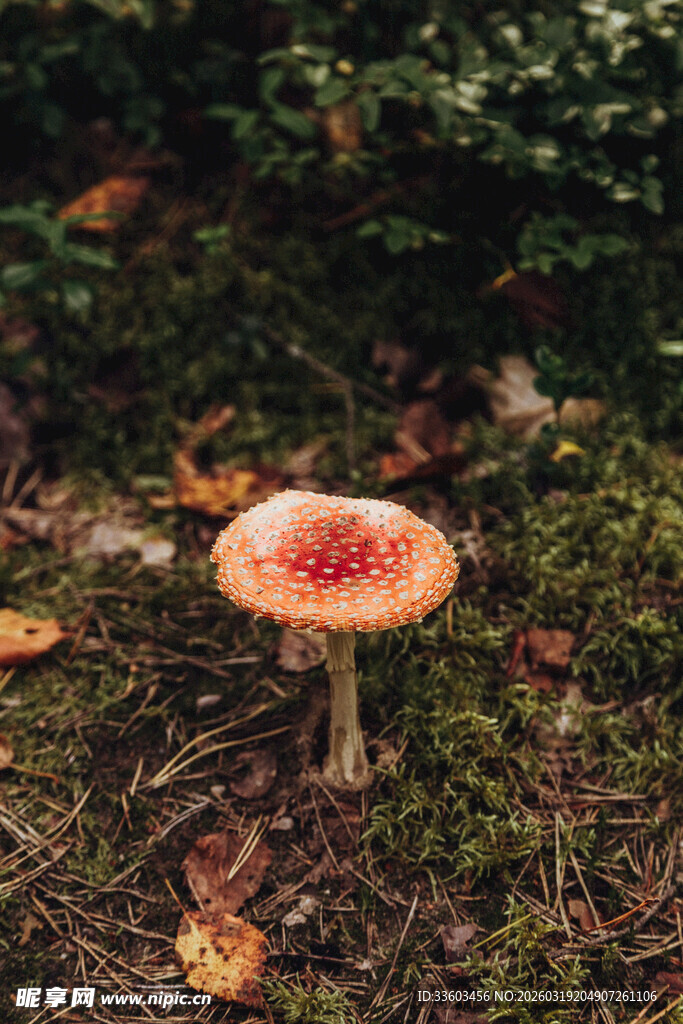 森林中鲜艳的红蘑菇