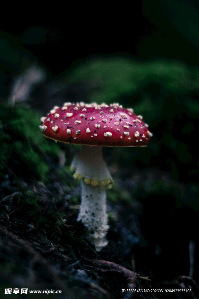 红色斑点蘑菇特写