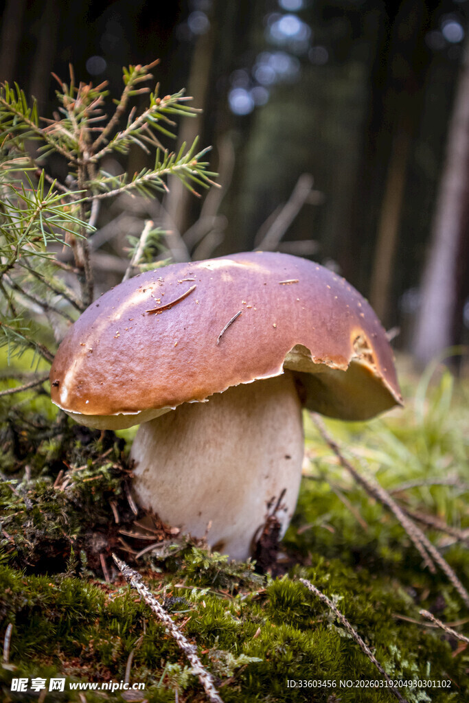 森林中的棕色蘑菇