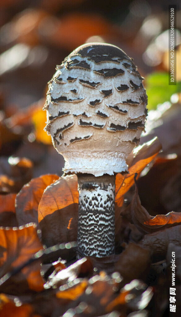 森林中独特纹理的蘑菇