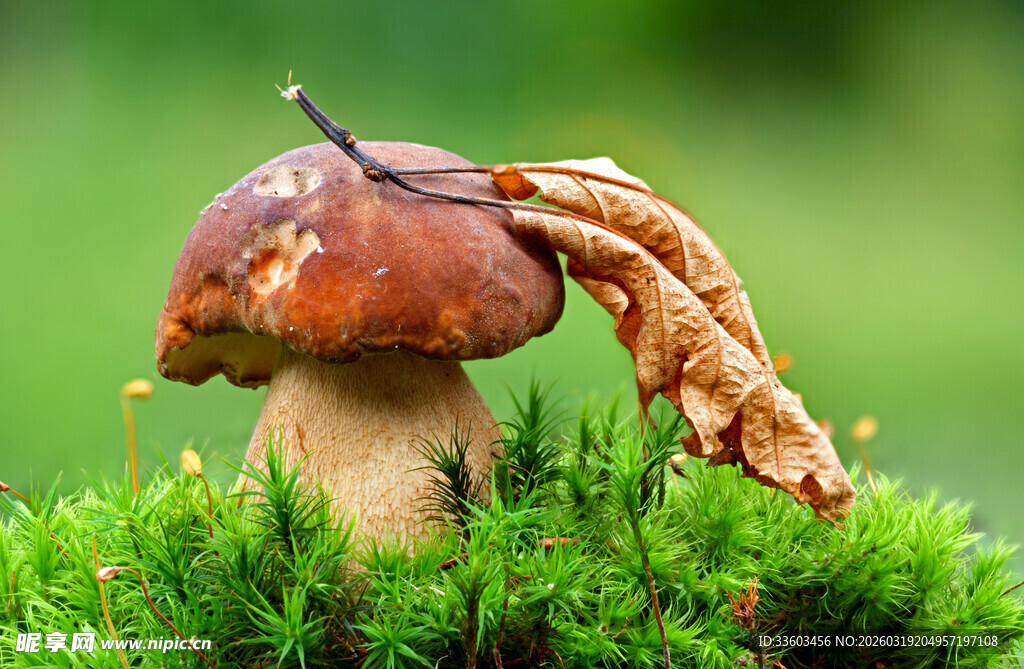 草地上的蘑菇与枯叶
