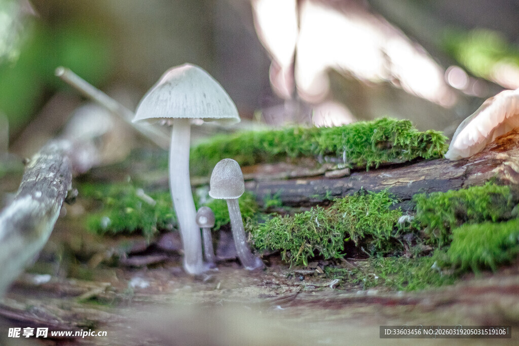林间小蘑菇生长于苔藓间