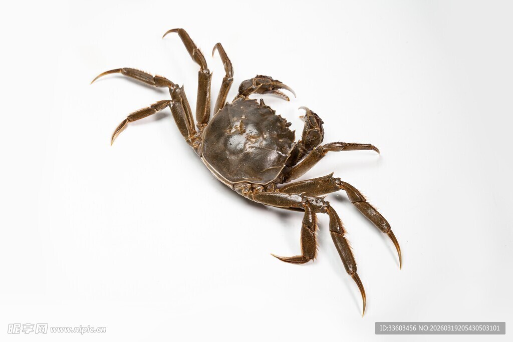 一只棕色螃蟹特写