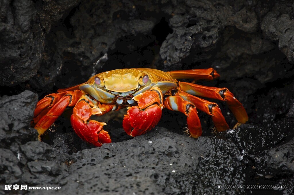 岩石上的多彩螃蟹