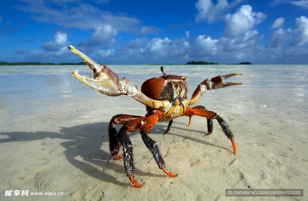 沙滩上的寄居蟹