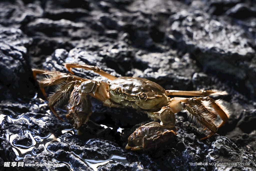 岩石上的螃蟹