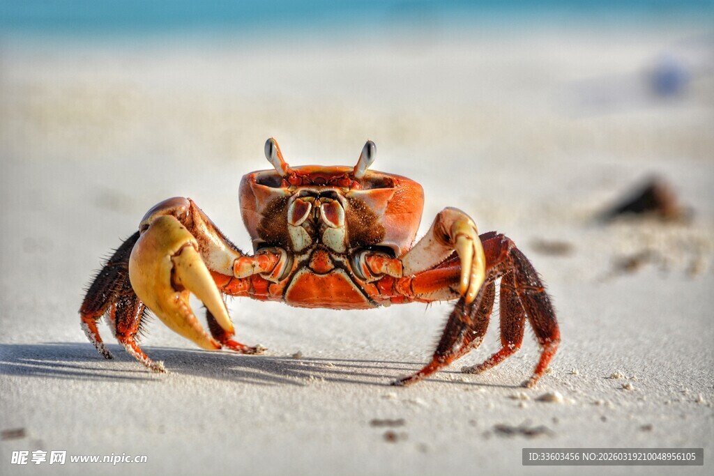 沙滩上的多彩螃蟹