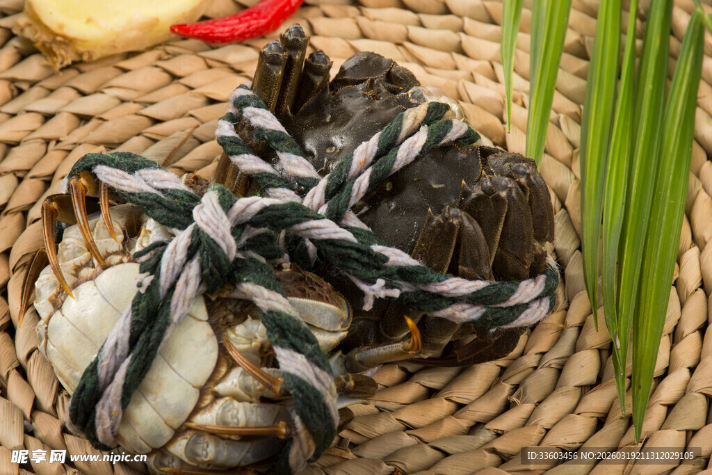 捆绑的鲜活大闸蟹