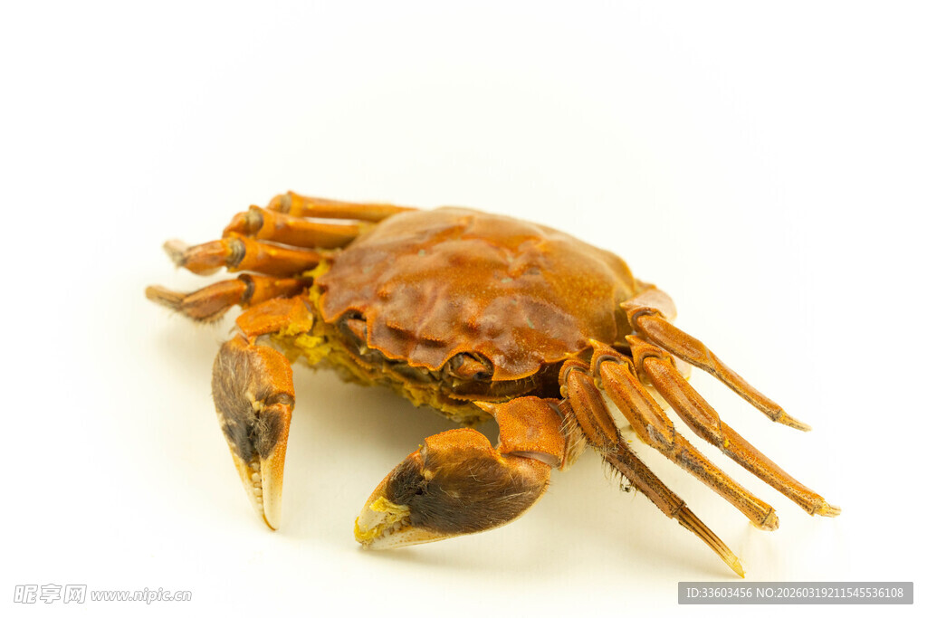 一只棕黄色螃蟹特写