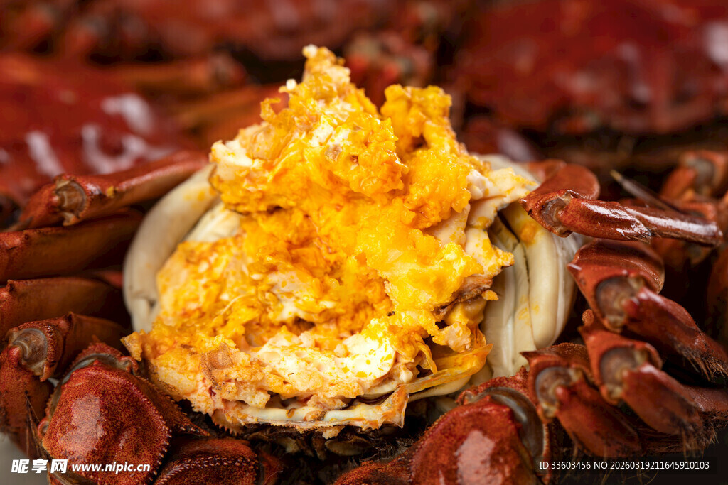 饱满蟹黄大闸蟹特写