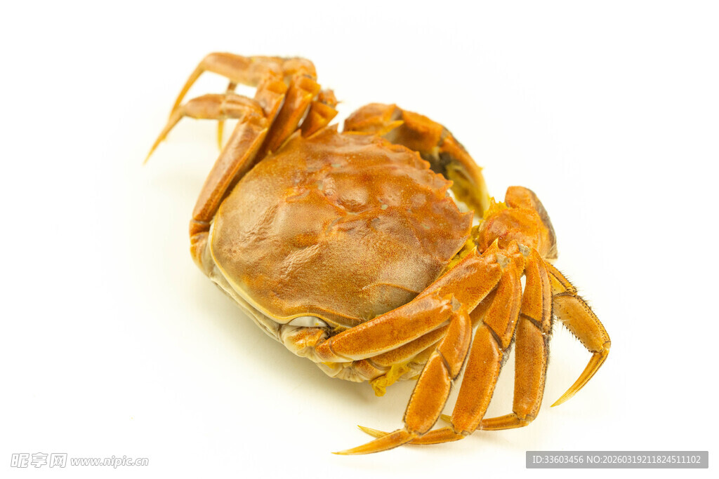 一只鲜活的螃蟹