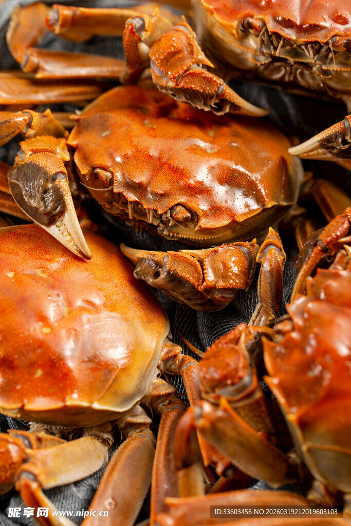 鲜活大闸蟹堆叠