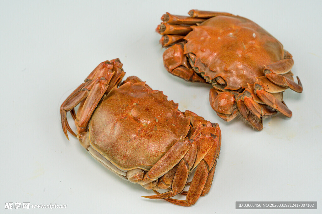 两只大螃蟹展示图