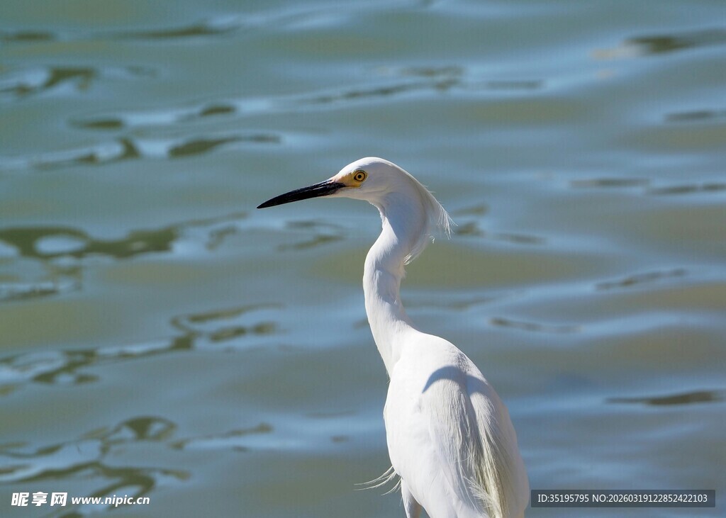 水边伫立的优雅白鹭