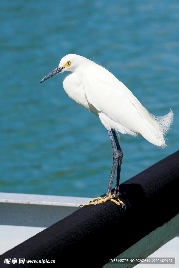 白鸟立于船沿