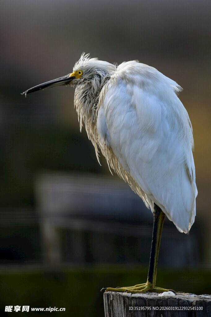 白鹭立于木桩眺望远方