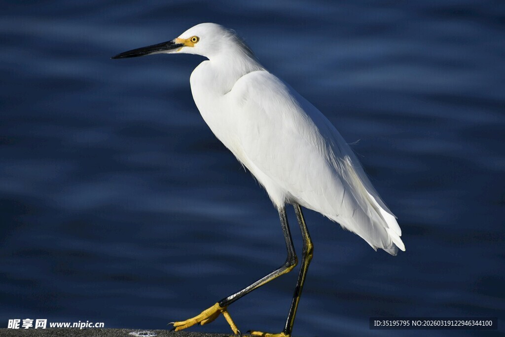 水边站立的小白鹭
