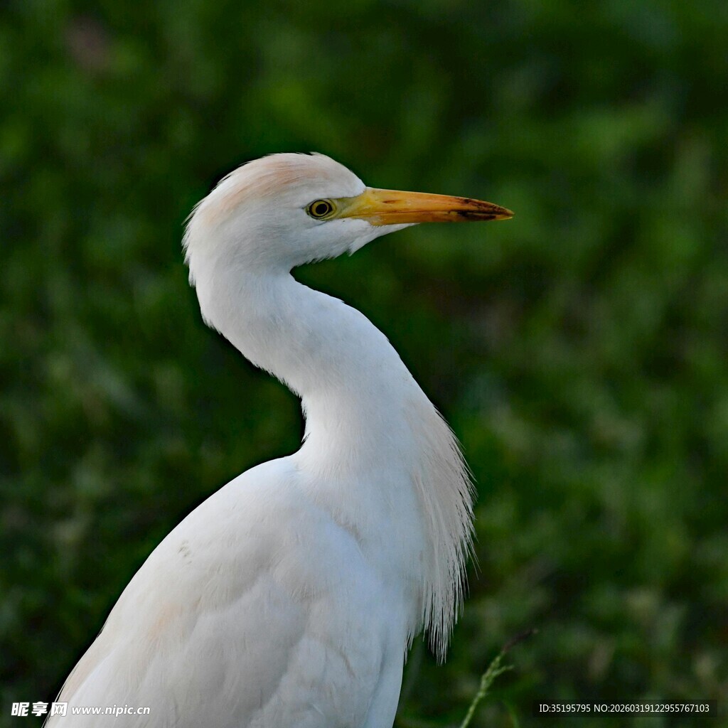 白鹭侧立绿意背景中