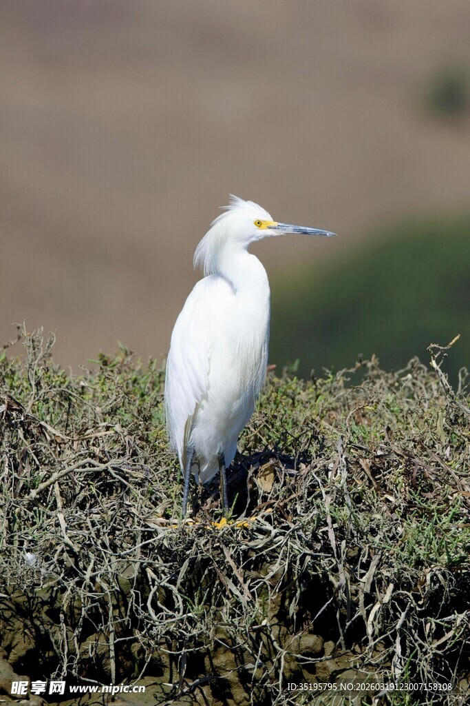 站立于草丛的白色鹭鸟