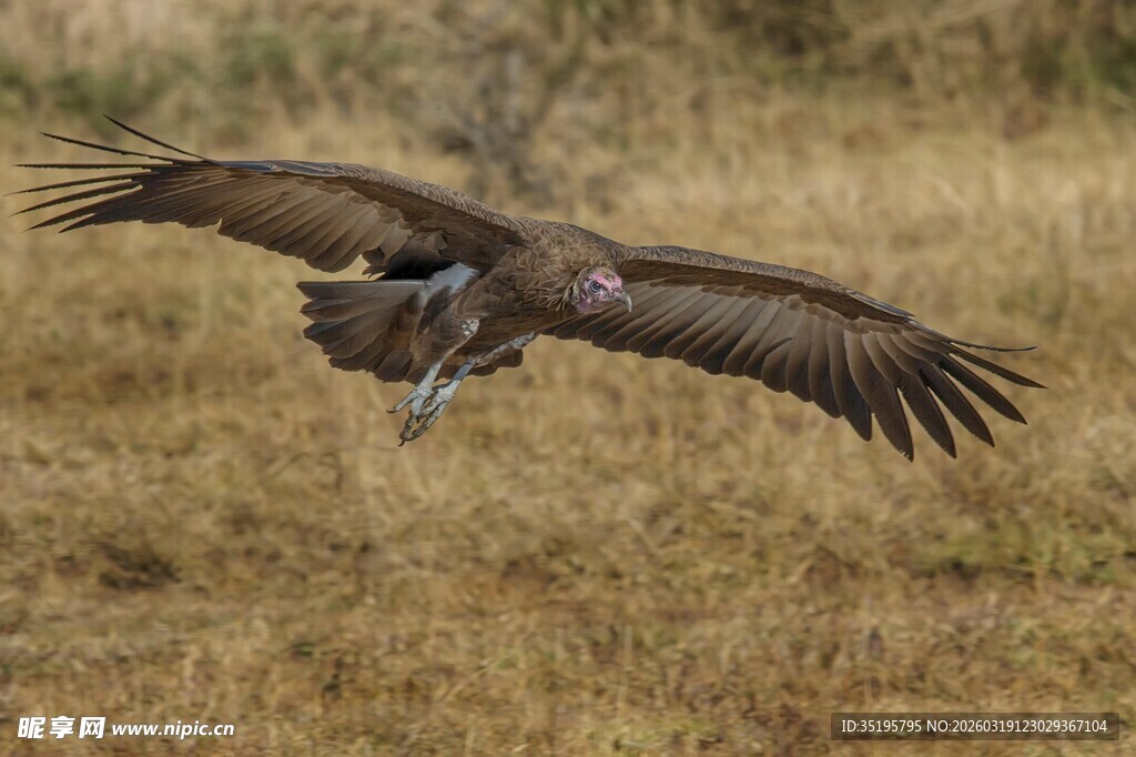 草原上展翅翱翔的雄鹰