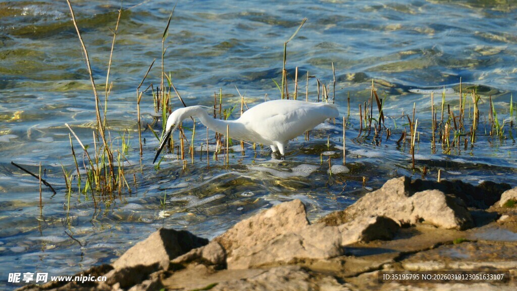 白鹭于水边觅食