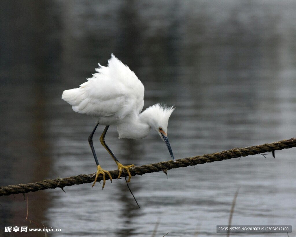 白鹭立于绳上低头觅食