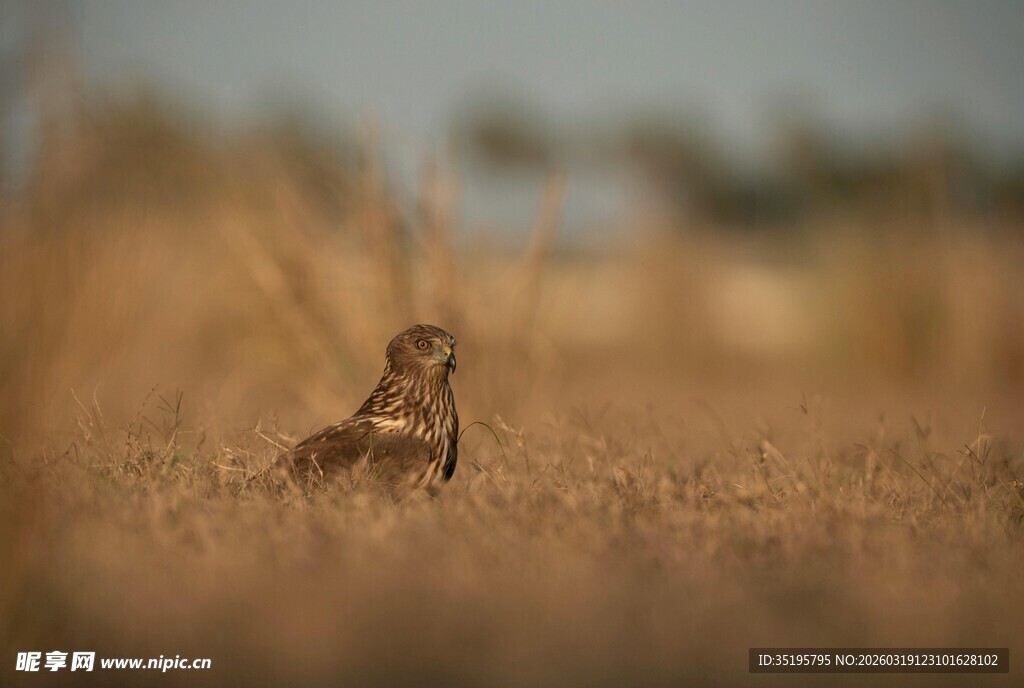 田野中的孤单小鸟
