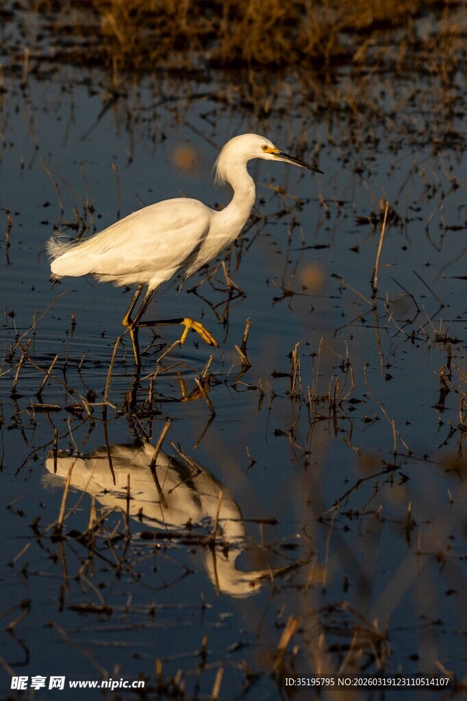 白鹭立于湿地水面倒影