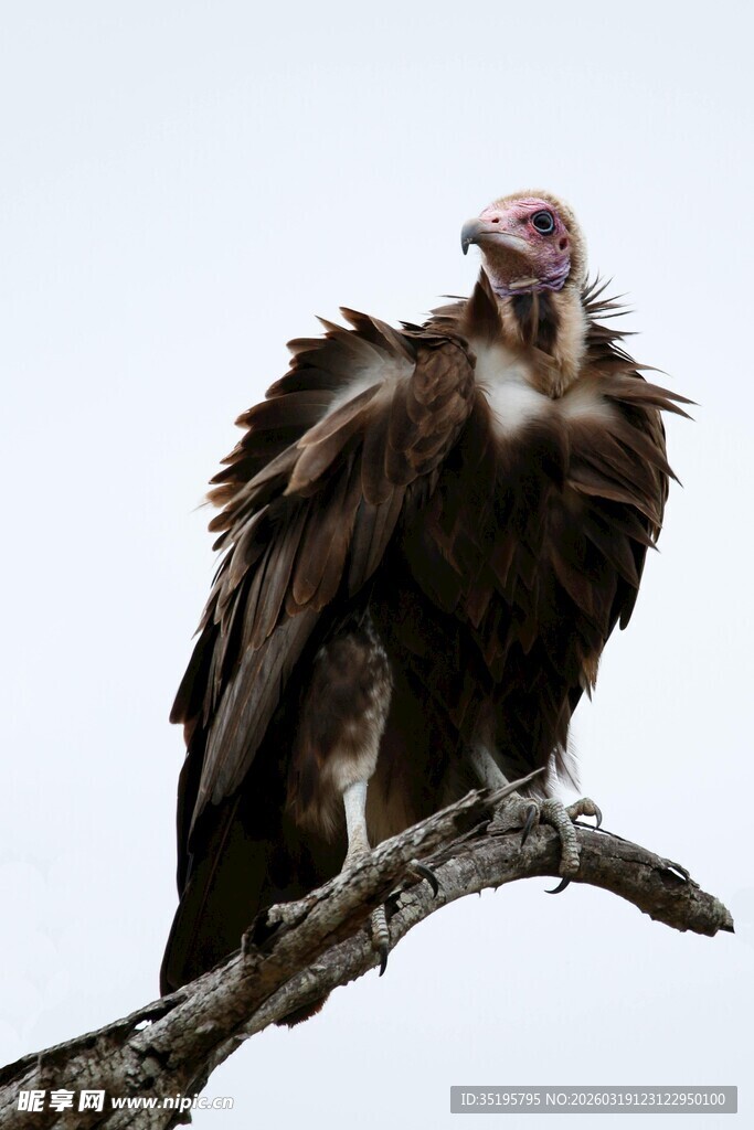 枝头秃鹫