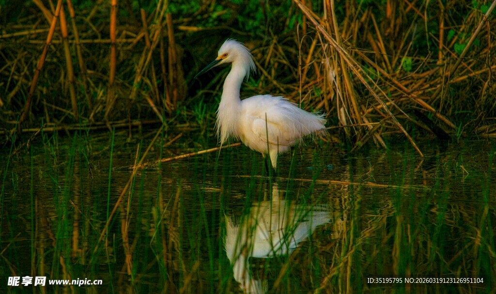 水中白鹭倒影的静谧画面