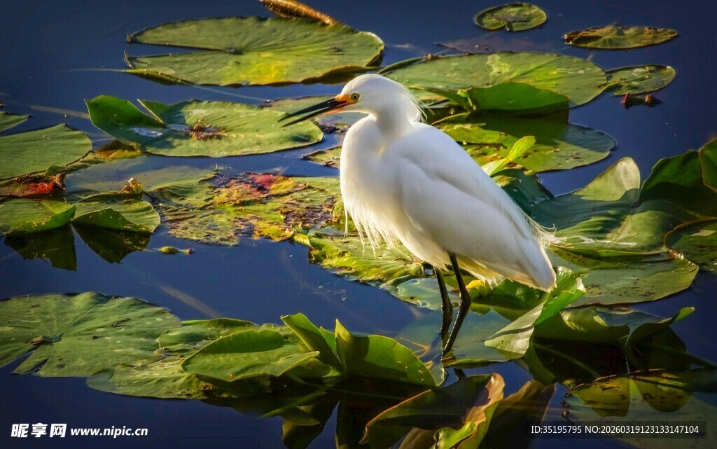 白鹭立于荷叶间的静谧画面