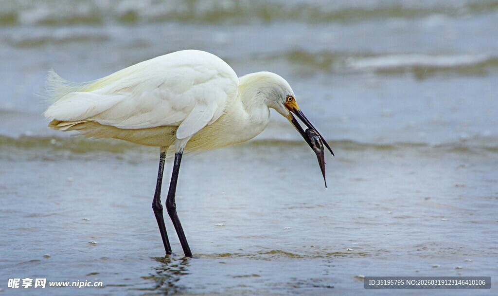 白鹭海边捕食瞬间