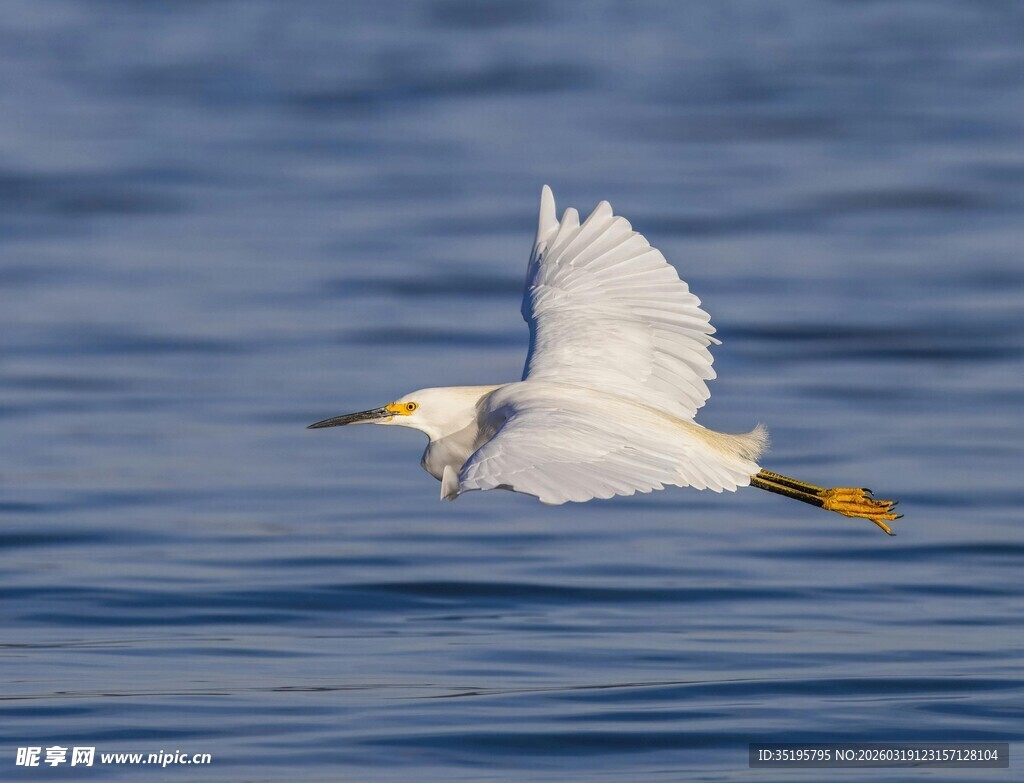 白鹭于水面展翅飞翔
