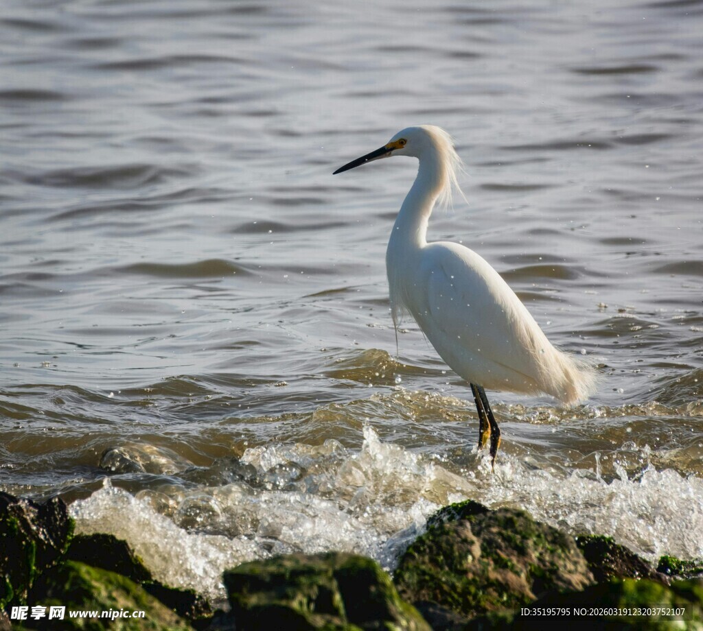 白鹭立于海边礁石
