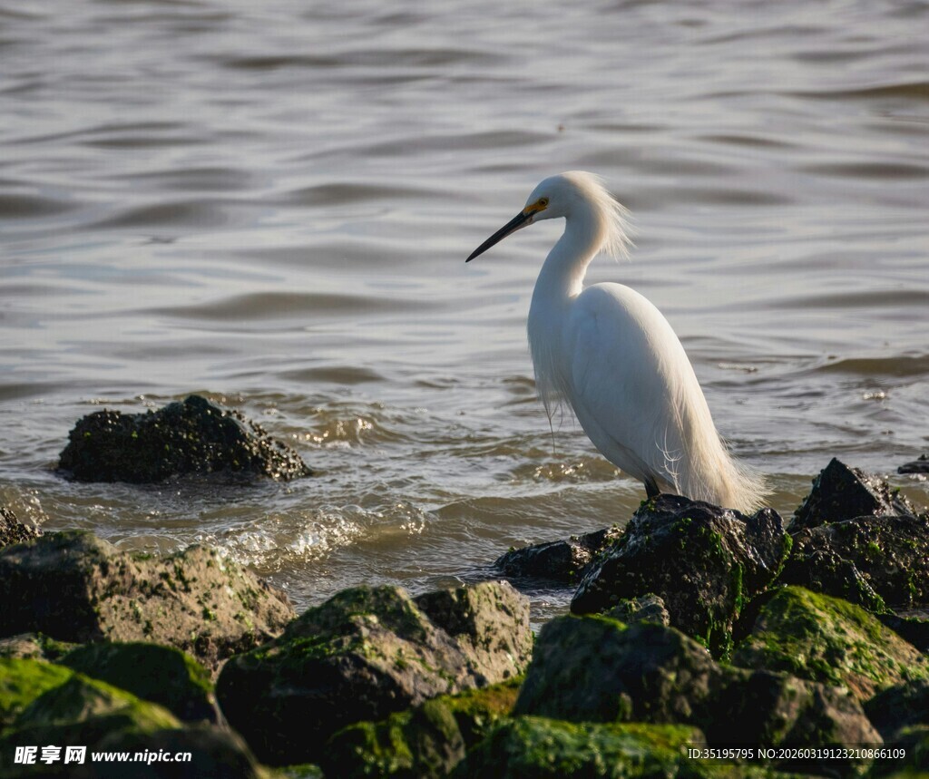 水边白鹭立礁石