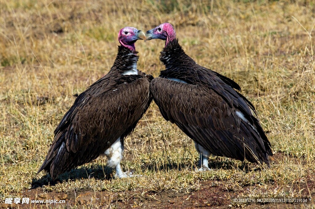 草原上亲昵的两只秃鹫