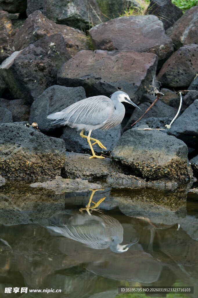 水边灰鹭立于岩石倒影间