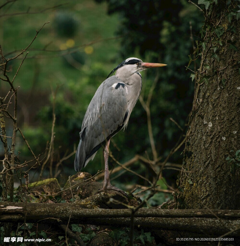 灰鹭栖息于林间树枝上