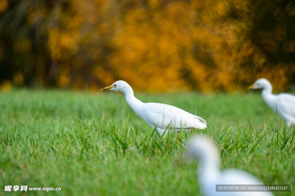 草地上的几只白鸟