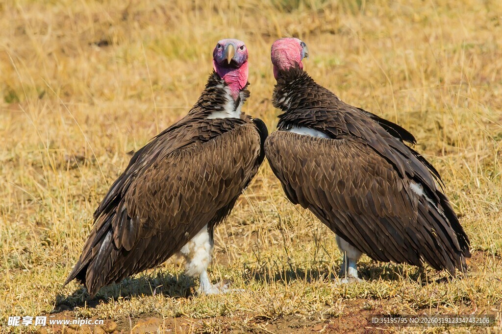 草原上的两只秃鹫