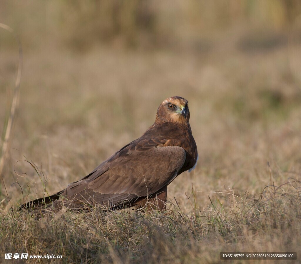 站立于草地的棕色猛禽