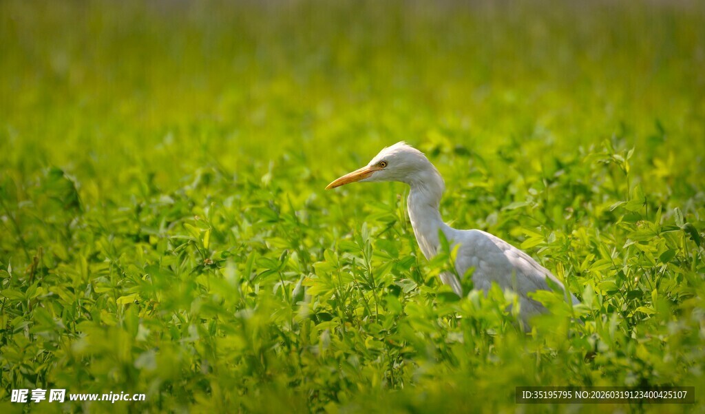 绿野中的白鹭