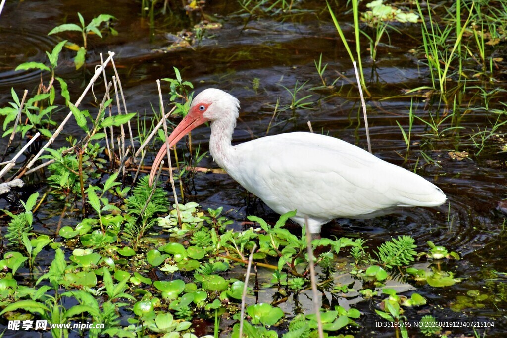 水中白鹮绿植环绕