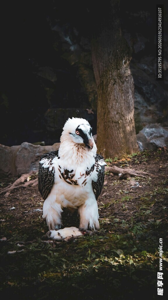 雪地中可爱的白色小狗