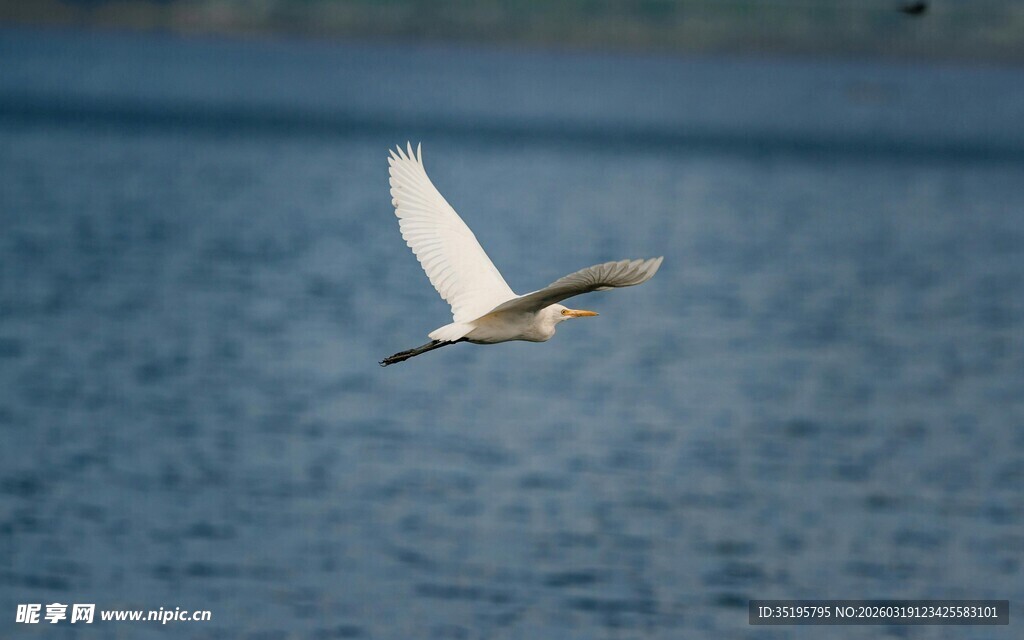 水面上飞翔的白色飞鸟