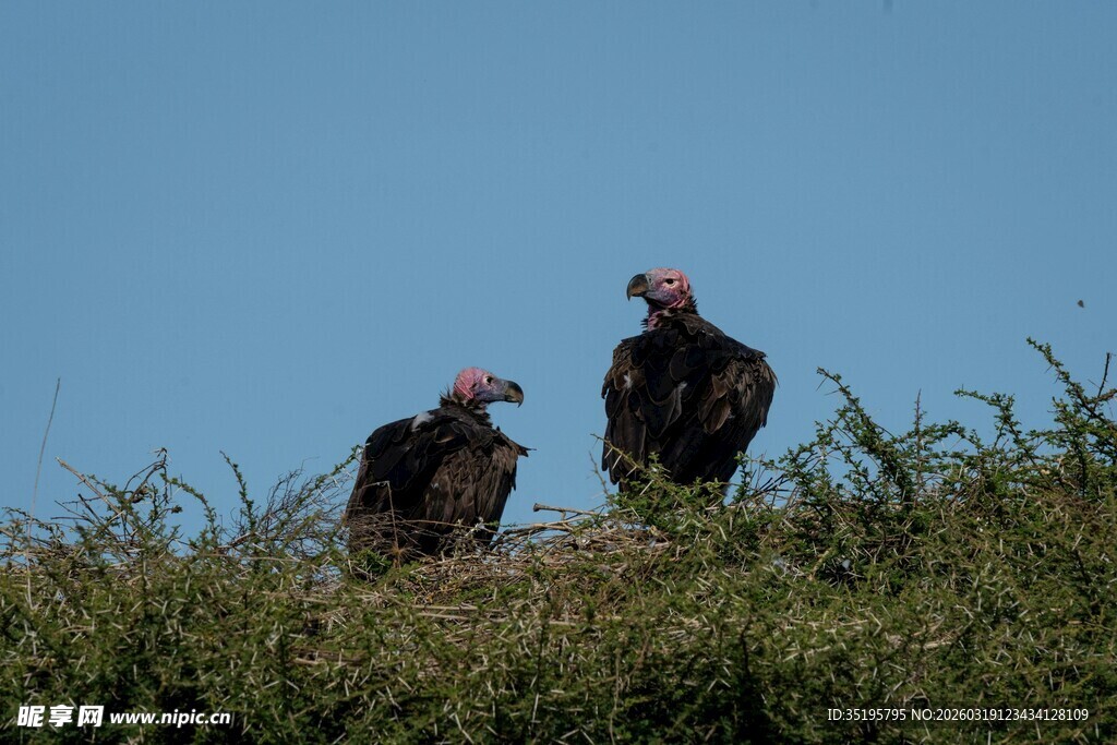 草地上的两只红头秃鹫