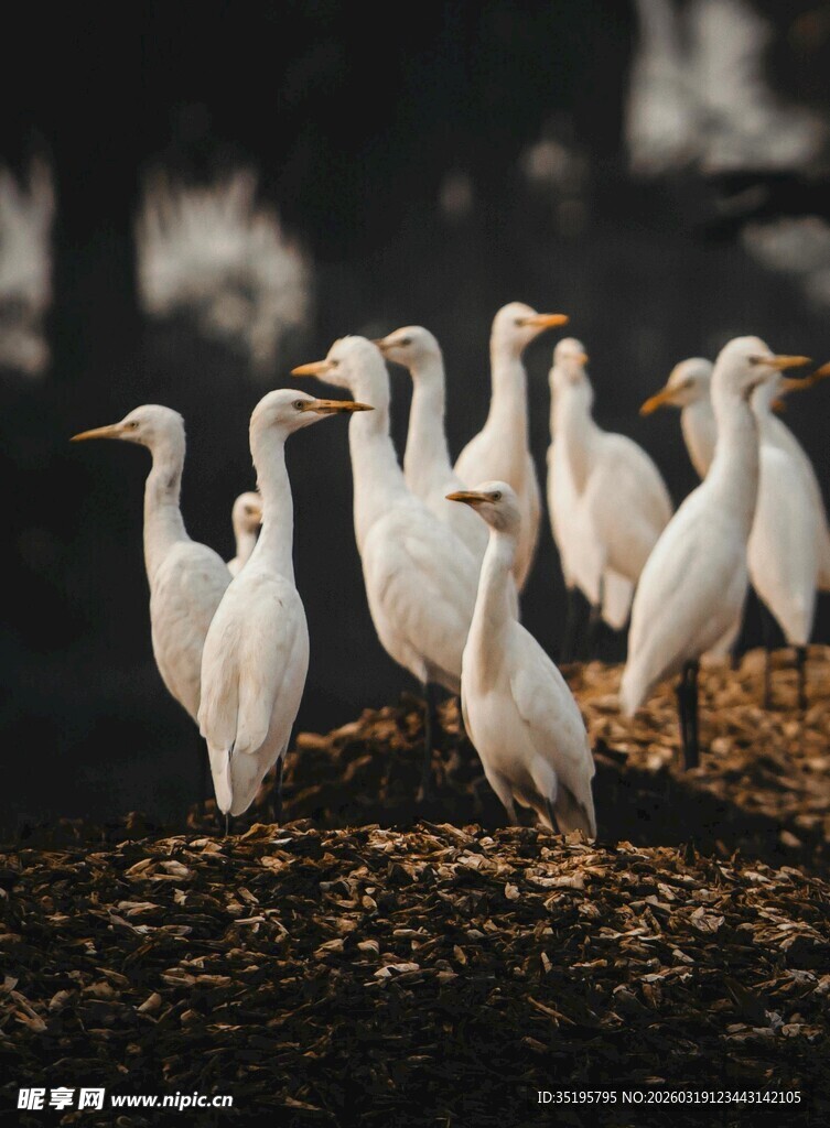 一群白鹭栖息于枝头